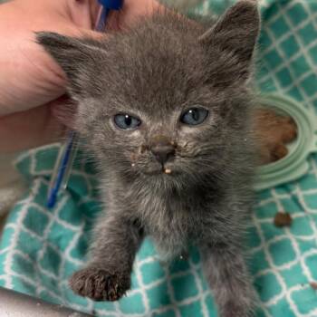 Atlas -  Domestic Medium Hair Cat for Adoption in Lynchburg, Virginia - Atlas | PetCurious