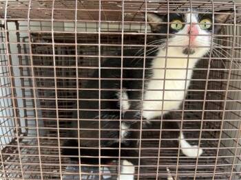 A660425 -  Domestic Short Hair Cat for Adoption in Houston, Texas - A660425 | PetCurious
