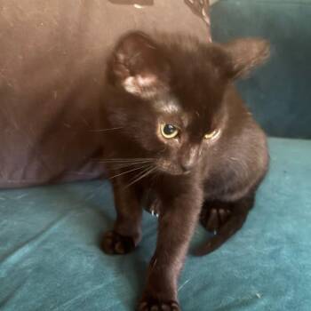 Rescue Domestic Short Hair Cats for Adoption in Tulsa, Oklahoma - Hop | PetCurious