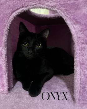 Rescue Domestic Short Hair Cats for Adoption in Fort Worth, Texas - Onyx | PetCurious