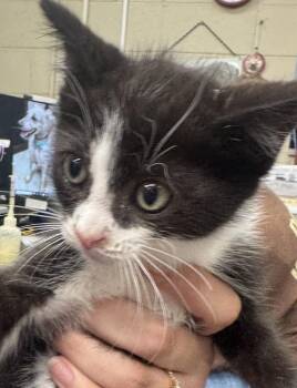 Tommy -  Domestic Short Hair Cat for Adoption in Saint Clairsville, Ohio - Tommy | PetCurious