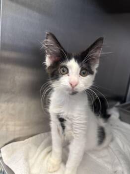 Chell -  Domestic Medium Hair Cat for Adoption in Hilton Head Island, South Carolina - Chell | PetCurious