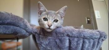Rescue Domestic Short Hair Cats for Adoption in Liverpool, Texas - Blue | PetCurious