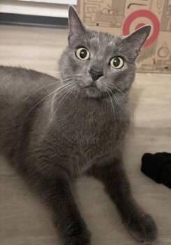 Adele -  Domestic Short Hair and Russian Blue Cat for Adoption in San Francisco, California - Adele | PetCurious