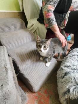 Ash -  American Shorthair Cat for Adoption in Tunica, Mississippi - Ash | PetCurious