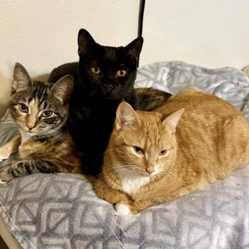 Domestic Short Hair Cats Available for Adoption - Penelope | PetCurious