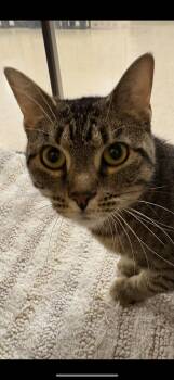 Tabby Cats Available for Adoption in Cleveland, Ohio - Clara  | PetCurious