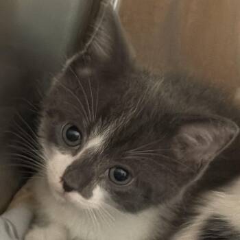 Jelly -  Domestic Short Hair Cat Available for Adoption in Clearwater, Florida - Jelly | PetCurious