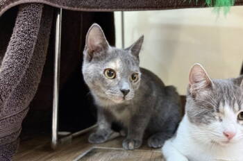 Rescue Dilute Tortoiseshell and Domestic Short Hair Cats for Adoption in Oakland, California - Cher | PetCurious