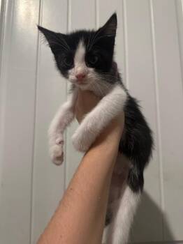 Odysseus -  Domestic Short Hair Cat for Adoption in Warrenville, South Carolina - Odysseus | PetCurious