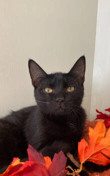 Rescue Domestic Short Hair Cats for Adoption in Picayune, Mississippi - Lestat | PetCurious