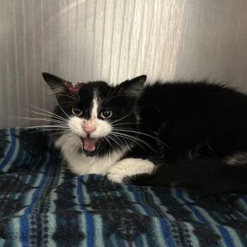 Firecracker AKA Titan -  Domestic Medium Hair Cat for Adoption in Charleston, West Virginia - Firecracker AKA Titan | PetCurious