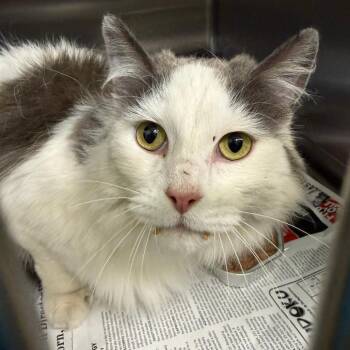 "Mesquite" -  Domestic Long Hair Cat Available for Adoption in Salt Lake City, Utah - "Mesquite" | PetCurious