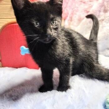 Rescue Domestic Short Hair Cats for Adoption in San Antonio, Texas - Patterson | PetCurious
