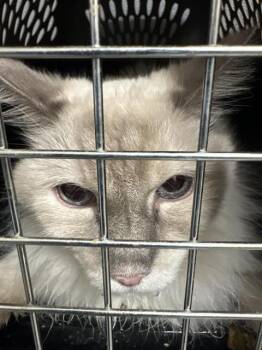 Rescue Domestic Long Hair Cats for Adoption in Las Vegas, Nevada - MISSY | PetCurious