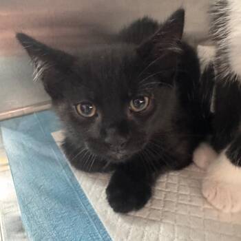 Pilot -  Domestic Short Hair Cat for Adoption in Clearwater, Florida - Pilot | PetCurious