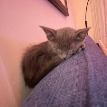 Domestic Short Hair and Russian Blue Cats Available for Adoption in New Orleans, Louisiana - Willie | PetCurious