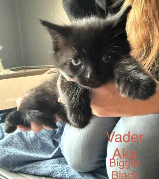Vadar  -  Domestic Medium Hair Cat Available for Adoption in Springfield, Massachusetts - Vadar  | PetCurious