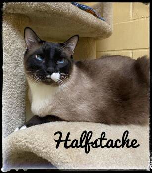 Halfstache -  Snowshoe Cat for Adoption in El Cajon, California - Halfstache | PetCurious