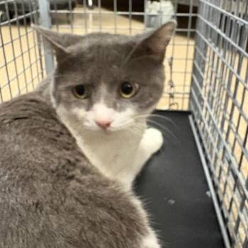 Domestic Short Hair Cats Available for Adoption - Tommy | PetCurious