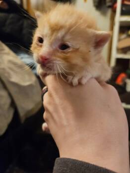 Domestic Short Hair Cats Available for Adoption - Max | PetCurious