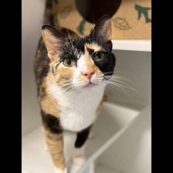 Domestic Short Hair Cats Available for Adoption in Fairfax, Virginia - Tigress | PetCurious