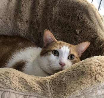 Domestic Short Hair Cats Available for Adoption in Parma, Ohio - Osi | PetCurious