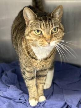 Domestic Short Hair Cats Available for Adoption in West Chester, Pennsylvania - Snowy | PetCurious