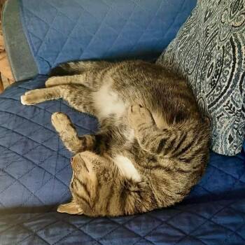 Mitch (Mittens) May -  Domestic Short Hair Cat Available for Adoption in Woodstock, Virginia - Mitch (Mittens) May | PetCurious