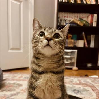 Rescue Domestic Short Hair Cats for Adoption in Evanston, Illinois - Pinkerton | PetCurious