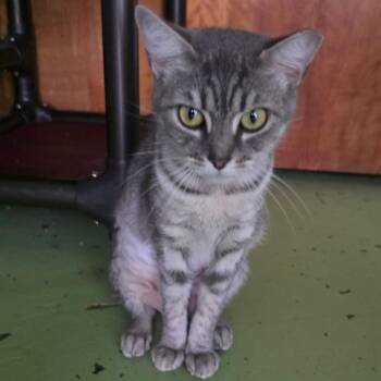 Sharkbait -  Domestic Short Hair Cat for Adoption in Melrose, Florida - Sharkbait | PetCurious