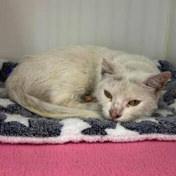 Ocean -  Domestic Short Hair Cat for Adoption in Long Beach, California - Ocean | PetCurious