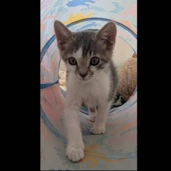 Joy -  Domestic Short Hair Cat Available for Adoption in Prescott, Arizona - Joy | PetCurious
