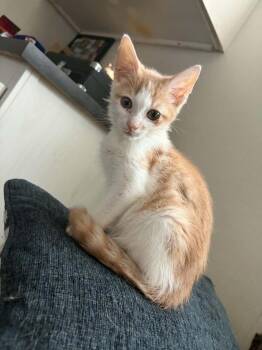 Dr.Phil -  Domestic Short Hair Cat for Adoption in Troy, Alabama - Dr.Phil | PetCurious