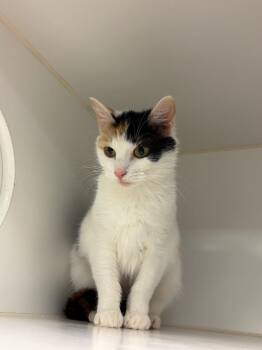 Domestic Short Hair Cats Available for Adoption in Johnson City, Tennessee - Pearl (Poplar Ridge) | PetCurious