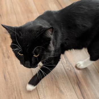 0926-78 Woodrow -  Domestic Short Hair Cat for Adoption in Abingdon, Maryland - 0926-78 Woodrow | PetCurious