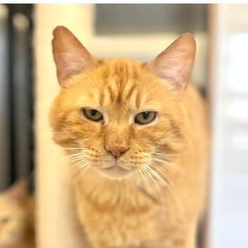 Venturo -  Domestic Short Hair Cat for Adoption in Port Washington, New York - Venturo | PetCurious