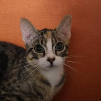 Domestic Short Hair Cats Available for Adoption in Briarcliff Manor, New York - Rachel | PetCurious