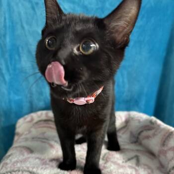 Whoville -  Domestic Short Hair Cat for Adoption in Puslinch, Ontario - Whoville | PetCurious