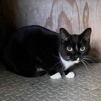 Dora Lee -  Domestic Short Hair Cat Available for Adoption in Saint Paul, Minnesota - Dora Lee | PetCurious