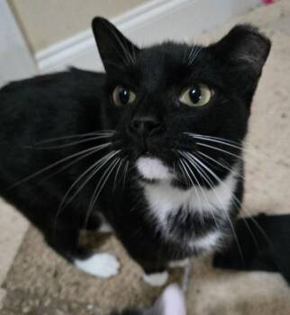 Moonrise -  Domestic Short Hair Cat for Adoption in Evans, Georgia - Moonrise | PetCurious