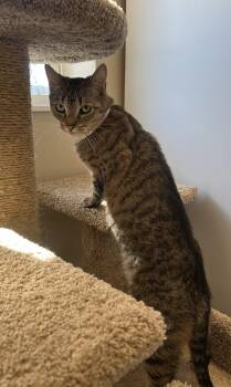 Domestic Short Hair Cats Available for Adoption in Arlington, Vermont - Peanut | PetCurious