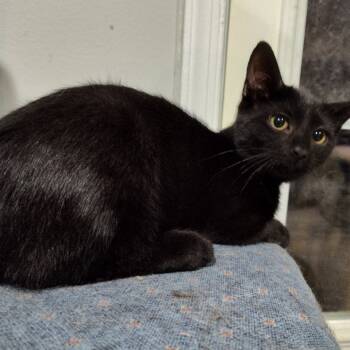 Rescue Domestic Short Hair Cats for Adoption in Merrifield, Virginia - Lucien Berkeley (Sapphire Kitten) | PetCurious