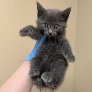 Grau -  Domestic Short Hair Cat for Adoption in Birmingham, Alabama - Grau | PetCurious