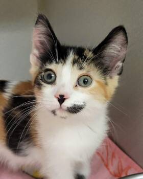 Domestic Short Hair Cats Available for Adoption in Grayslake, Illinois - Lyanna | PetCurious