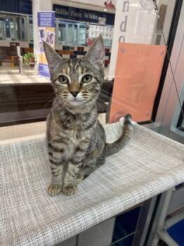 Rescue Domestic Short Hair Cats for Adoption in Houston, Texas - Mia | PetCurious