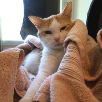 Alicia -  Domestic Short Hair Cat for Adoption in Saint Charles, Missouri - Alicia | PetCurious