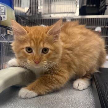 Grumpy -  Domestic Medium Hair Cat for Adoption in Spokane, Washington - Grumpy | PetCurious