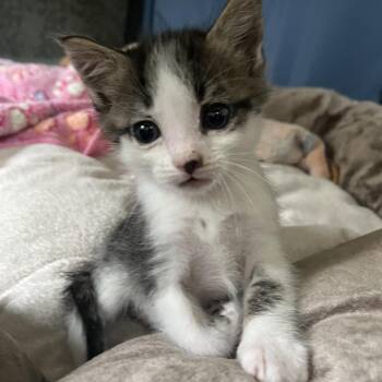 Clucky -  Domestic Short Hair Cat for Adoption in Gainesville, Georgia - Clucky | PetCurious