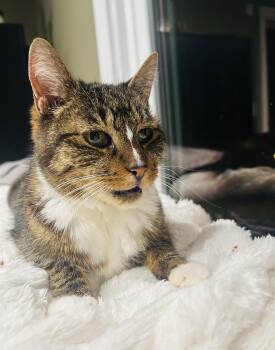 Cleo -  Domestic Short Hair Cat for Adoption in Hoboken, New Jersey - Cleo | PetCurious